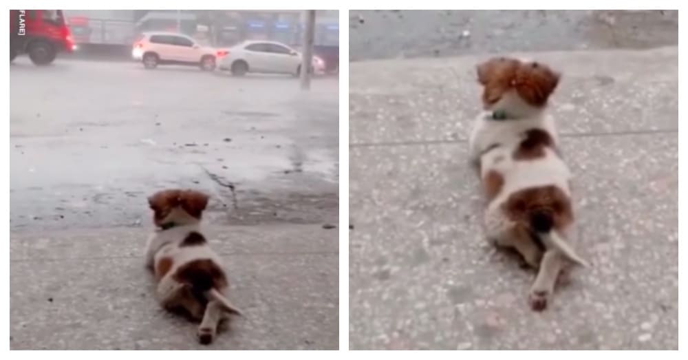 Sweet Video of a Tiny Dog Quietly Enjoying the Natural Beauty of the Rain