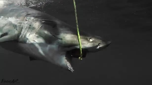 Terrifying Encounter: Diver Confronts a "Zombie Shark" Up Close