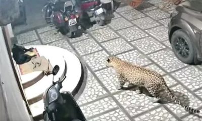 Terrifying Video Shows Leopard Attacking Sleeping Pet Dog