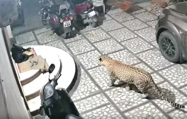 Terrifying Video Shows Leopard Attacking Sleeping Pet Dog