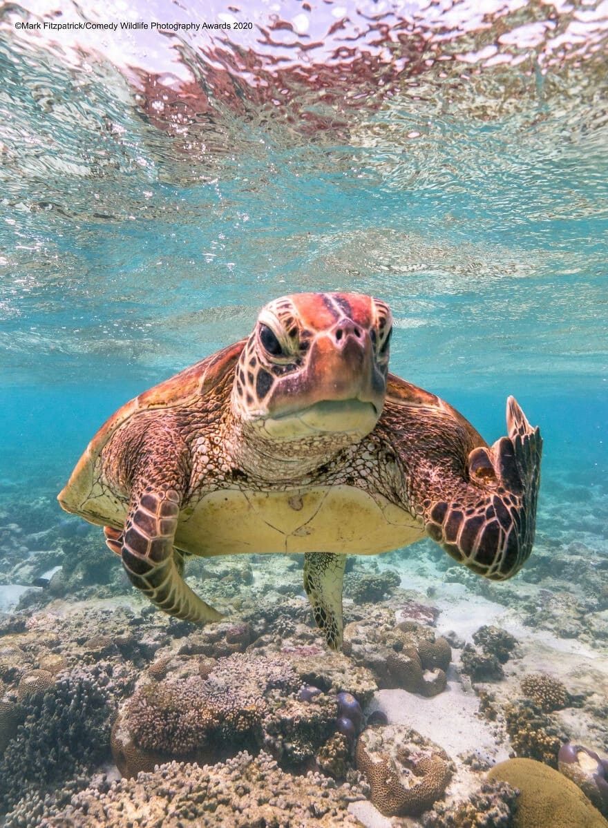 "Terry the Turtle": Hilarious Picture of Grumpy Sea Turtle Wins Comedy Wildlife Photography Awards 2020