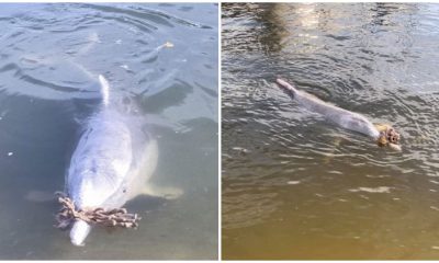 The Adorable Dolphin Brings Fantastic Gifts to Its Human Friends from the Deep Ocean