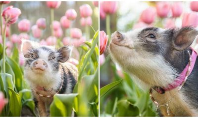 The Adorable Sight of a Pig Among Light Pink Tulips Will Melt Your Heart