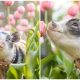 The Adorable Sight of a Pig Among Light Pink Tulips Will Melt Your Heart