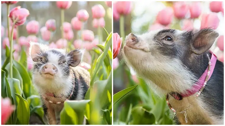 The Adorable Sight of a Pig Among Light Pink Tulips Will Melt Your Heart