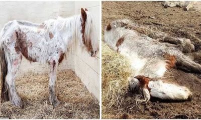 The Amazing Comeback of Heidi, the Pony Who Was Once Neglected