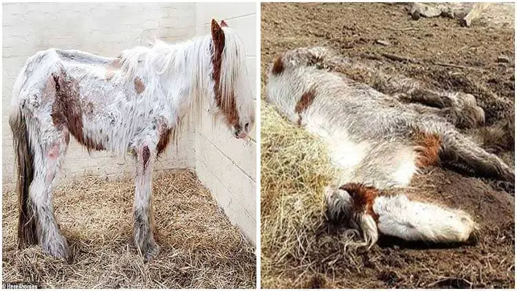 The Amazing Comeback of Heidi, the Pony Who Was Once Neglected