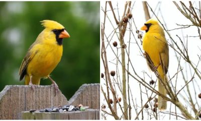 The Extraordinary Sighting Finds The Extremely Rare Yellow Cardinal In Alabama