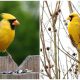 The Extraordinary Sighting Finds The Extremely Rare Yellow Cardinal In Alabama