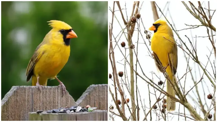 The Extraordinary Sighting Finds The Extremely Rare Yellow Cardinal In Alabama