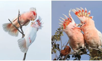 The Fantastic Crest of the Major Mitchell's Cockatoo