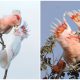 The Fantastic Crest of the Major Mitchell's Cockatoo