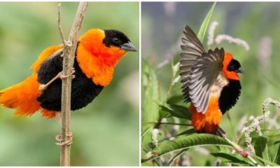 The Feathered World's Most Remarkable Bird, A Chunky Orange-and-Black Beauty