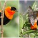 The Feathered World's Most Remarkable Bird, A Chunky Orange-and-Black Beauty