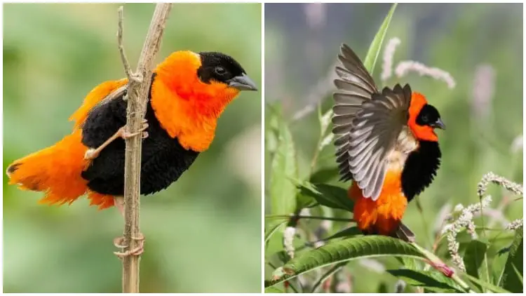 The Feathered World's Most Remarkable Bird, A Chunky Orange-and-Black Beauty