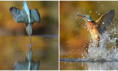 The Incredible 6-Year Journey of a Photographer in Capturing the Perfect Kingfisher Dive