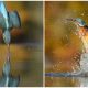 The Incredible 6-Year Journey of a Photographer in Capturing the Perfect Kingfisher Dive