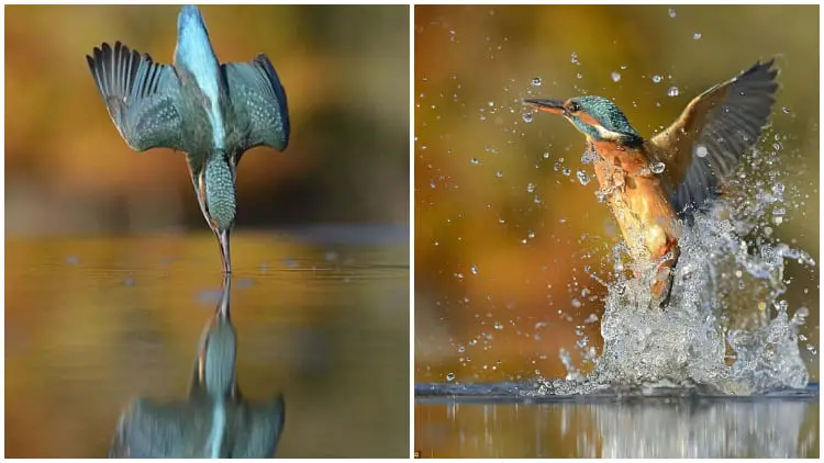 The Incredible 6-Year Journey of a Photographer in Capturing the Perfect Kingfisher Dive