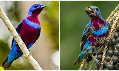 The Rare and Fascinating Banded Cotinga, A Stunning Bird in Cobalt Blue and Dark Magenta