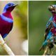 The Rare and Fascinating Banded Cotinga, A Stunning Bird in Cobalt Blue and Dark Magenta