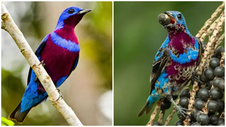 The Rare and Fascinating Banded Cotinga, A Stunning Bird in Cobalt Blue and Dark Magenta