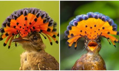 The Royal Flycatcher, The Magnificent Birds with Stunning Head Decorations Resembling Crowns