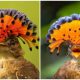 The Royal Flycatcher, The Magnificent Birds with Stunning Head Decorations Resembling Crowns