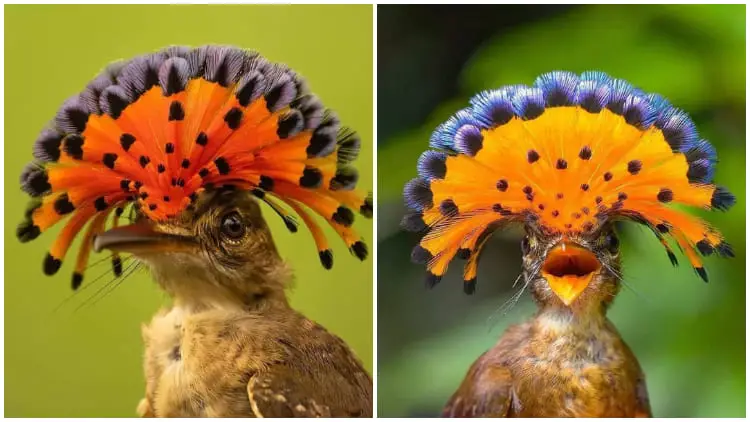 The Royal Flycatcher, The Magnificent Birds with Stunning Head Decorations Resembling Crowns