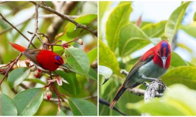 The Stunning Sunbird, The Magnificent Bird with a Bright Red Plumage, and Striking Fu Manchu Mustache