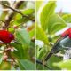 The Stunning Sunbird, The Magnificent Bird with a Bright Red Plumage, and Striking Fu Manchu Mustache