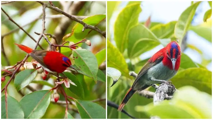 The Stunning Sunbird, The Magnificent Bird with a Bright Red Plumage, and Striking Fu Manchu Mustache