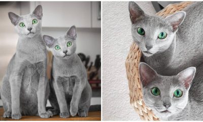 These Two Cats Have Eyes That Captivate Everyone