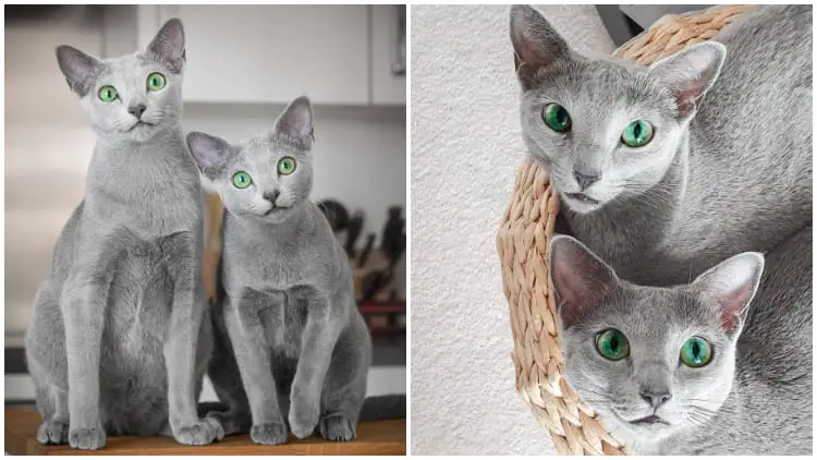These Two Cats Have Eyes That Captivate Everyone