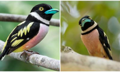 This Amazing Cartoon-Like Bird Features a Striking Black-and-Yellow Appearance