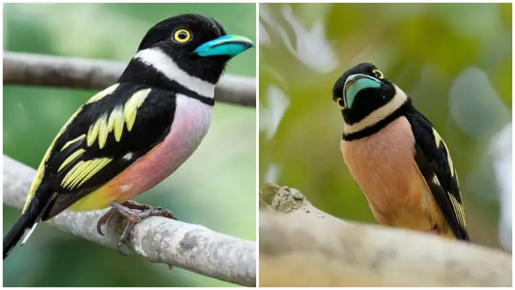 This Amazing Cartoon-Like Bird Features a Striking Black-and-Yellow Appearance