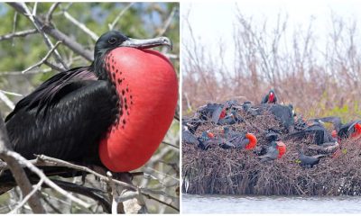 This Bird Allures Its Mate With A Red Throat Sac Shaped Like A Heart