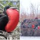 This Bird Allures Its Mate With A Red Throat Sac Shaped Like A Heart