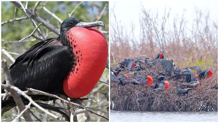 This Bird Allures Its Mate With A Red Throat Sac Shaped Like A Heart