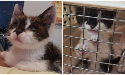 Tiny Cat Holds onto Rescuers Who Visit After a Week at Shelter, They Eventually Rescue Him from Danger