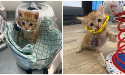 Tiny Kitten Wears Guinea Pig Cone After Leg is Fixed