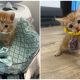 Tiny Kitten Wears Guinea Pig Cone After Leg is Fixed