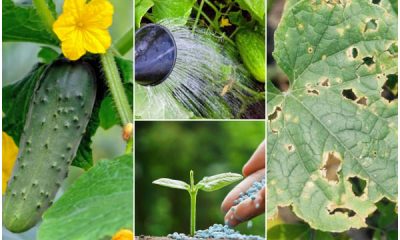 Top 7 Common Cucumber Growing Problems