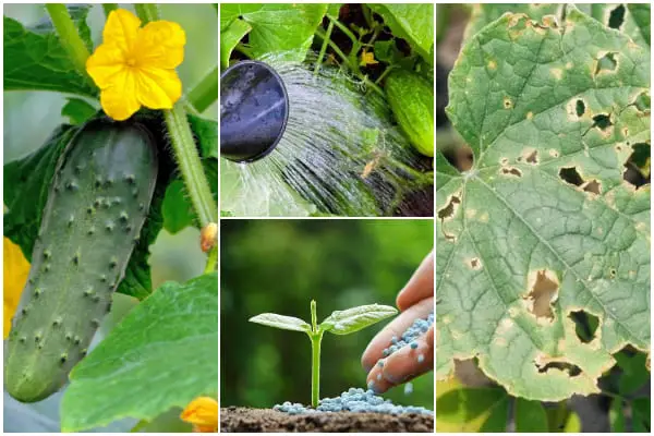 Top 7 Common Cucumber Growing Problems