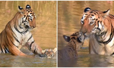 Touching Moments Capture Stunning Pictures of a Tiger Mother Grooming Her Cub in the Water