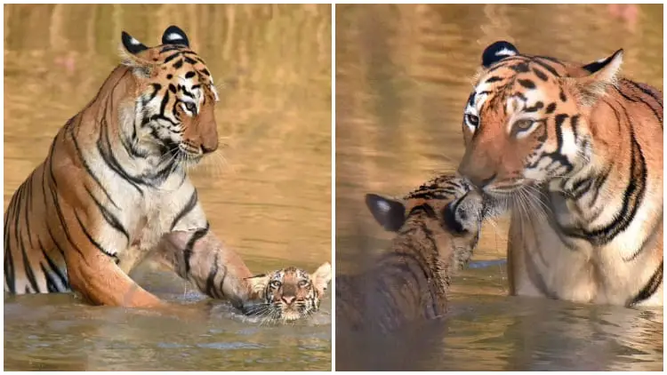 Touching Moments Capture Stunning Pictures of a Tiger Mother Grooming Her Cub in the Water