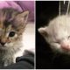 Two 3-week-old Kittens Rescued from Trash Bin