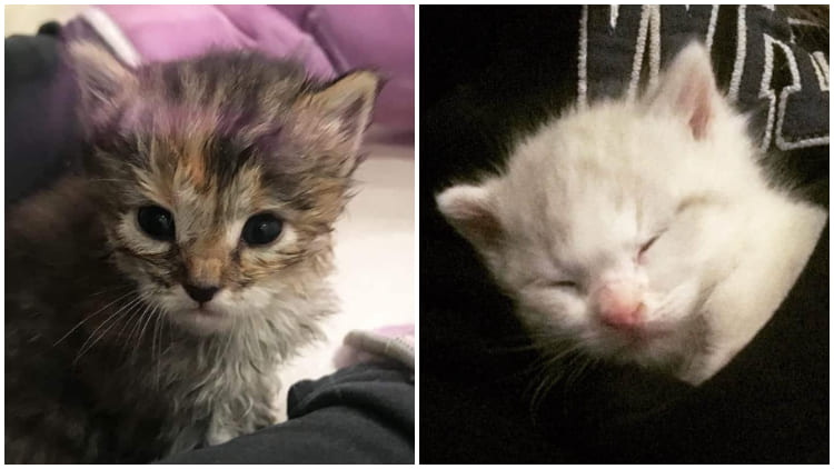 Two 3-week-old Kittens Rescued from Trash Bin