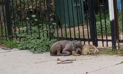 Two Abandoned Puppies Refuse To Leave Each Other's Side As They Wait For Help