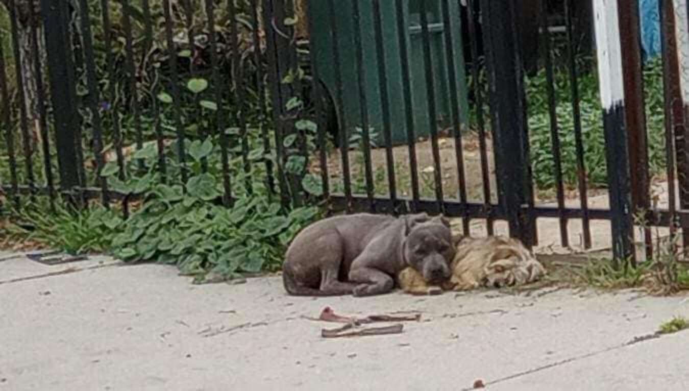 Two Abandoned Puppies Refuse To Leave Each Other's Side As They Wait For Help