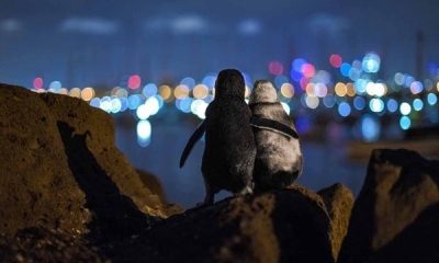 Two Penguins Hold Hands and Gaze at Melbourne's Beautiful Skyline, Making Lovely Moments